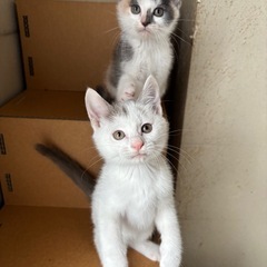 仲良しパステル兄妹　里親募集！栃木から