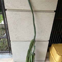 柱サボテンの画像