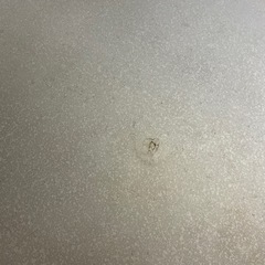 テーブルの画像