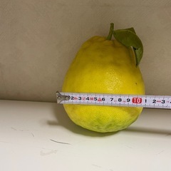 大きいレモン🍋
の画像