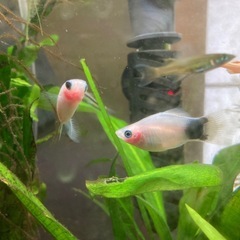 グッピー プラティの画像