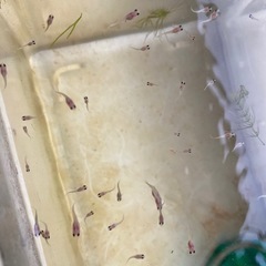 ピンググッピー　オス1匹メス2匹とベビー50匹の画像