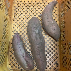 野菜B級品　さつまいも　1kg 100円の画像