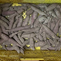 野菜B級品　さつまいも　1kg 100円の画像