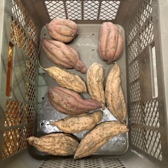 野菜B級品　さつまいも　1kg 100円の画像