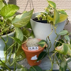 ポトス3種類とサボテン1つの画像