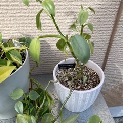 ポトス3種類とサボテン1つの画像