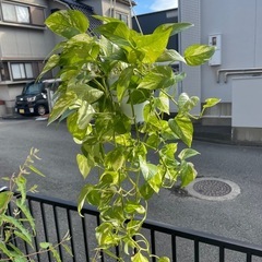 ポトス3種類とサボテン1つの画像