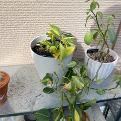 ポトス3種類とサボテン1つの画像