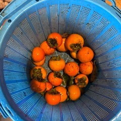 ①久万高原産　富有柿（甘柿）700gの画像