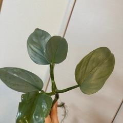 フィロデンドロン・シルバーメタルの画像