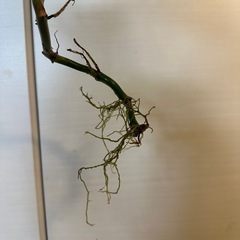 フィロデンドロン・シルバーメタルの画像