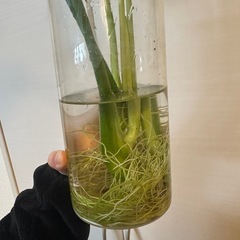 観葉植物 モンステラ  の画像