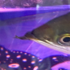 アロワナショートボディ　の画像