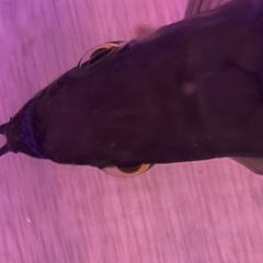 アロワナショートボディ　の画像