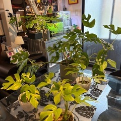 姫モンステラ（ラフィドフォラ）3号 白プラ鉢の画像