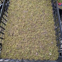 杉苔たくさん余ってしましました！の画像