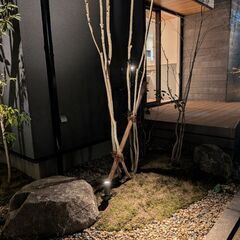 杉苔たくさん余ってしましました！の画像