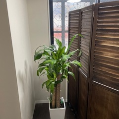 12/1から〜23 間仕切り　木製パーテーションの画像