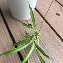 オリヅルラン　観葉植物⑦　グリーンの画像