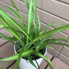 オリヅルラン　観葉植物⑦　グリーンの画像