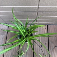 オリヅルラン　観葉植物⑦　グリーンの画像