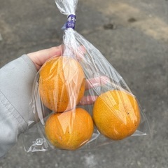 【温州みかん3個】本庄産　野菜　無農薬　販売　まとめ売り　セットの画像