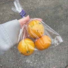 【温州みかん3個】本庄産　野菜　無農薬　販売　まとめ売り　セットの画像