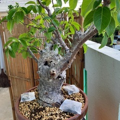 イボアコウ　盆栽　塊根の画像