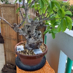 イボアコウ　盆栽　塊根の画像