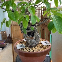 イボアコウ　盆栽　塊根の画像