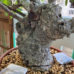 イボアコウ　盆栽　塊根の画像