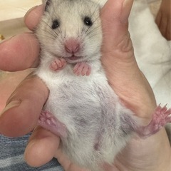 ゴールデンハムスター　一時募集停止中