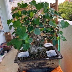 オオハマボウ　ユウナ　盆栽　塊根 の画像