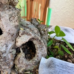 オオハマボウ　ユウナ　盆栽　塊根 の画像