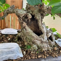 オオハマボウ　ユウナ　盆栽　塊根 の画像