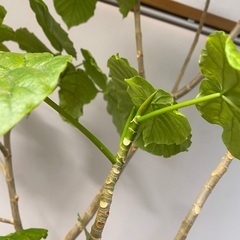 200cm程度　フィカスウンベラータ　観葉植物　ウンヴェラータ　ハートの画像