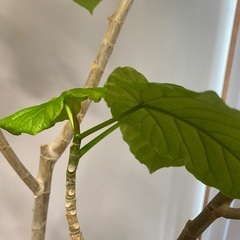 200cm程度　フィカスウンベラータ　観葉植物　ウンヴェラータ　ハートの画像