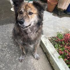 琉球犬のミッスク15歳