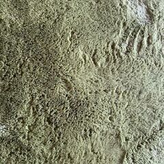 【花巻市】長方形カーペットお譲りします／状態良好・即引き取り可能の画像