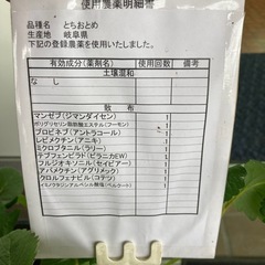 🍓とちおとめ🍓生食向きの人気品種
の画像