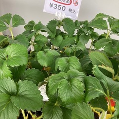 🍓とちおとめ🍓生食向きの人気品種
の画像