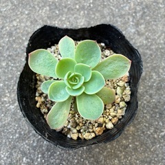 多肉・七福神の画像