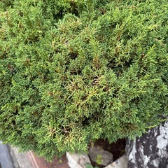 盆栽　　真柏の画像