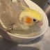 ランキングキーワードに紐づく投稿画像-インコ