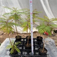 ジャカランダ(キリモドキ)の画像