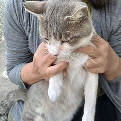 珍しいグレーのねこちゃん貰ってください❗ - 大分市