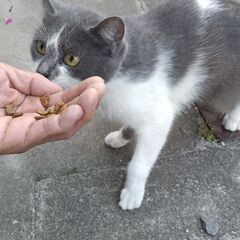 珍しいグレーのねこちゃん貰ってください❗
