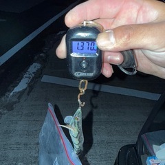 アオリイカ　釣り　食品の画像