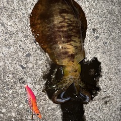 アオリイカ　釣り　食品の画像